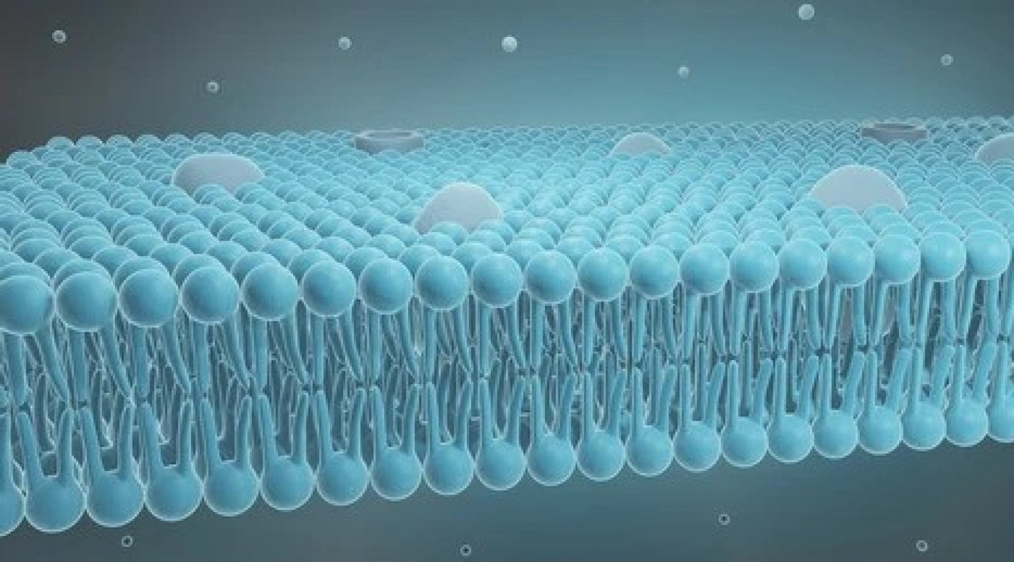 Amphiphilicity of Proteins