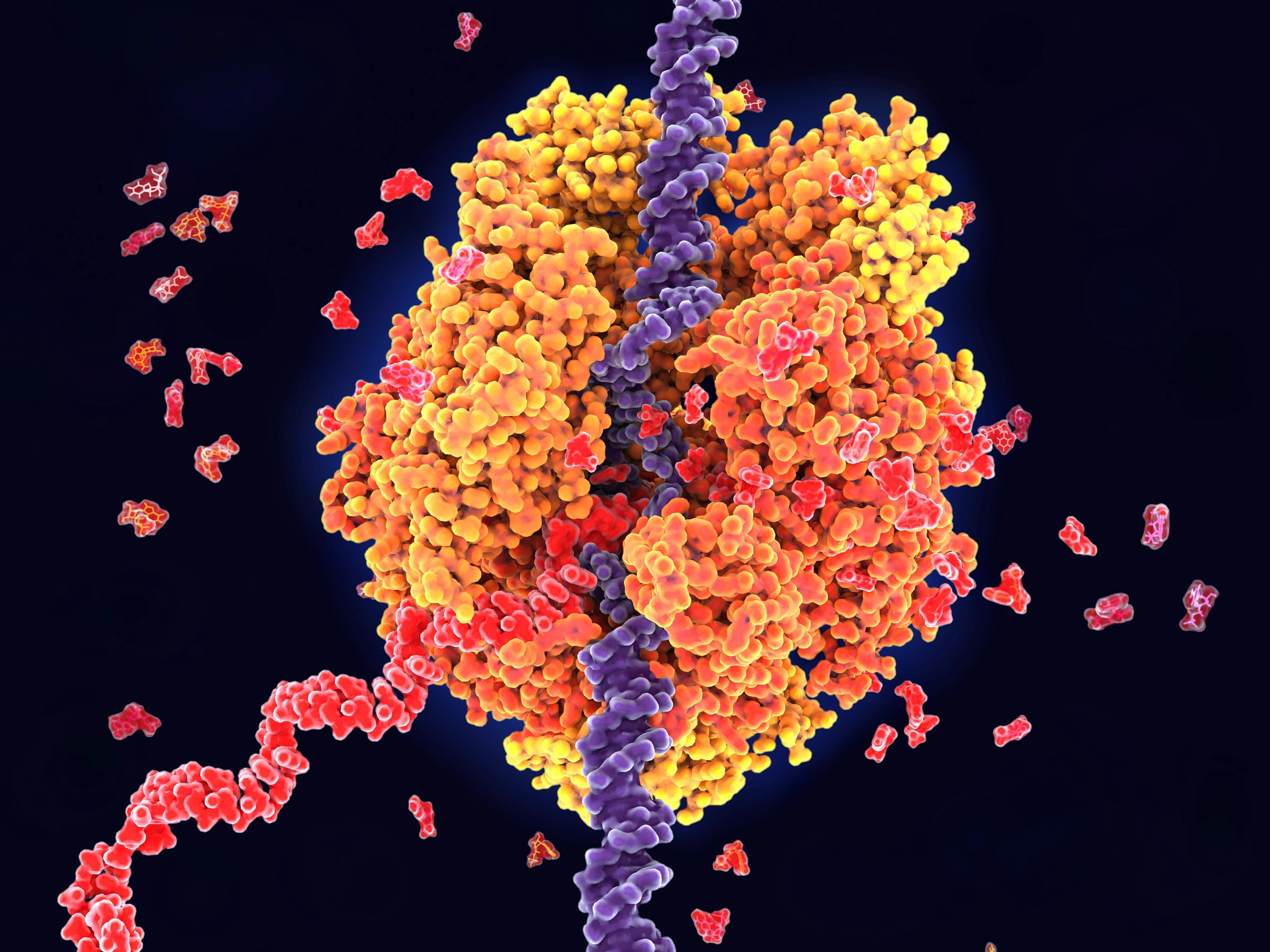 Post-Translational Modifications